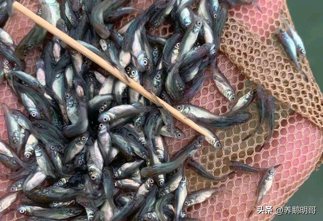 赤壁50亩鱼塘承包费一年要多少钱,25亩鱼塘承包要多少租金