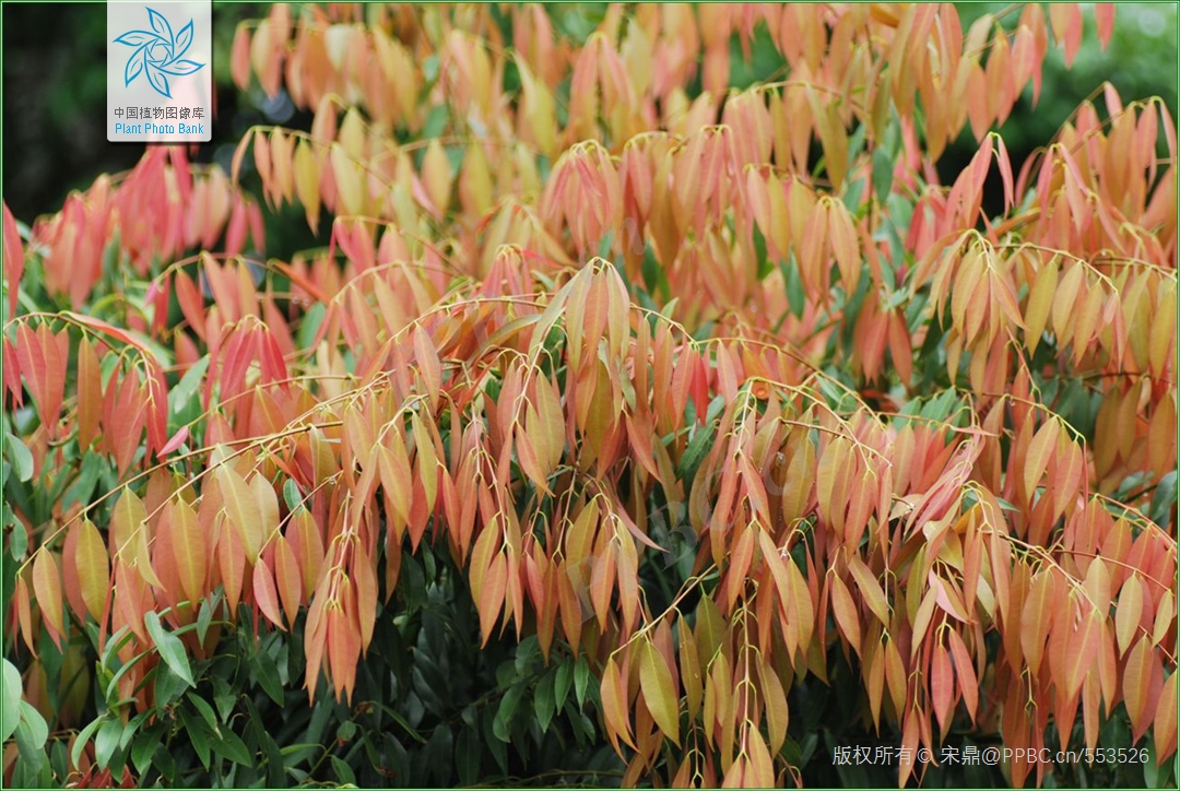 铁刀木和松木哪个好,铁力木和铁刀木哪个更好