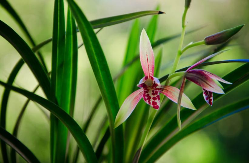 骨子里的高贵灵魂深处的优雅,骨子里的高贵感悟