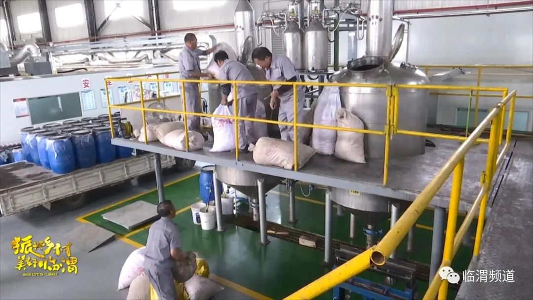 《振兴乡村美好临渭》临渭区丰原镇北雷村：玫瑰绽放“美丽经济”花香铺就致富路