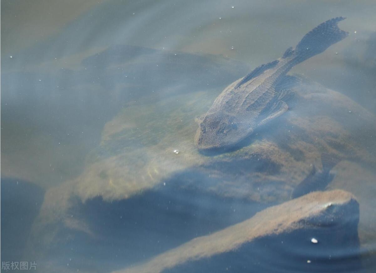长江鱼类数量增多,长江鱼类目前现状