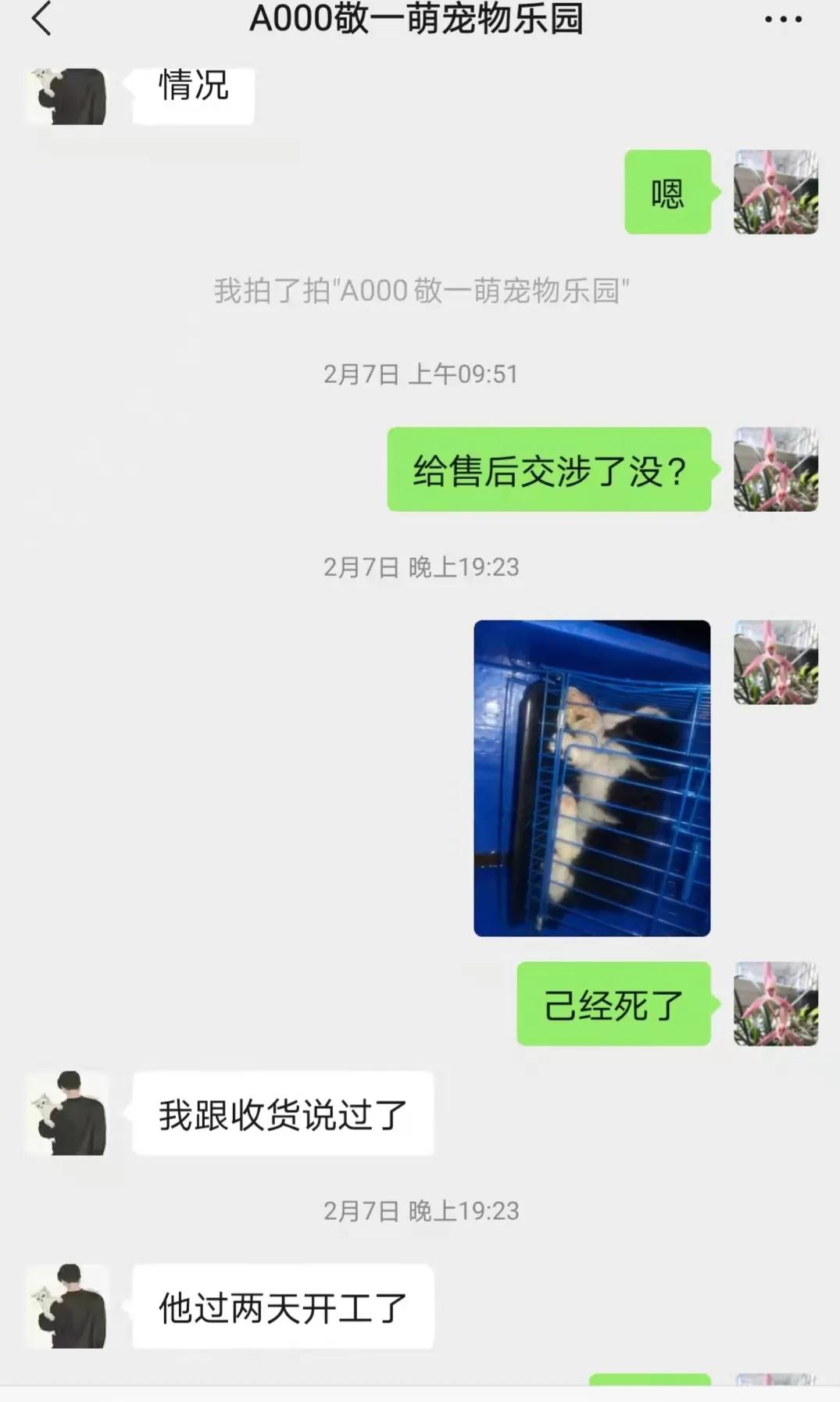揭秘黑心宠物店卖的猫狗都不长命,曝光卖狗无良商家