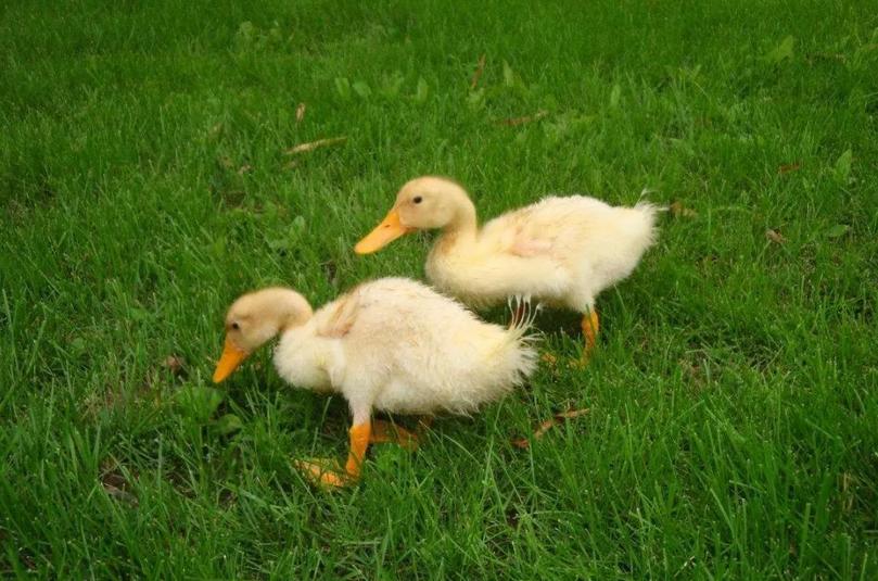 鸭子脚软拉白屎是什么原因,鸭子摇头晃脑还能治好吗