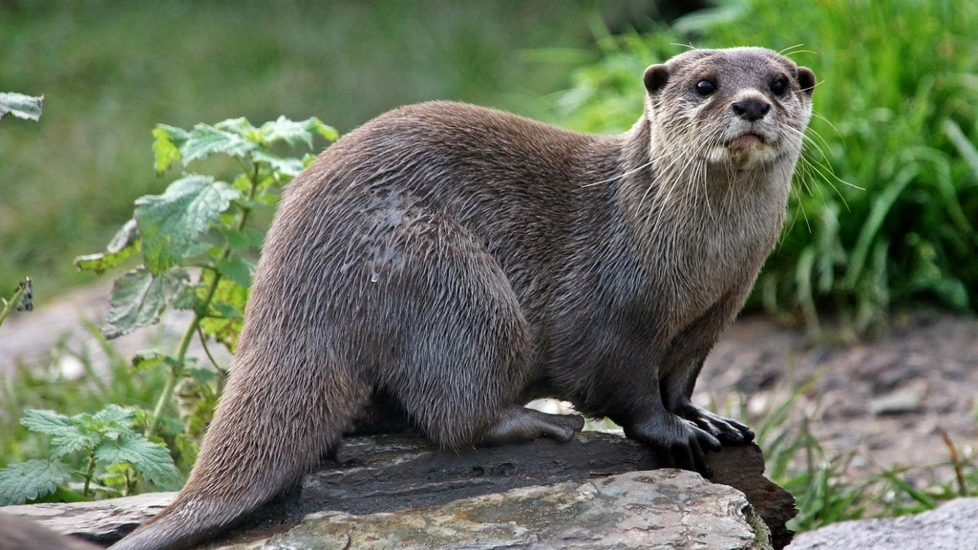 勤能补拙动物,勤能补拙比喻哪个生肖