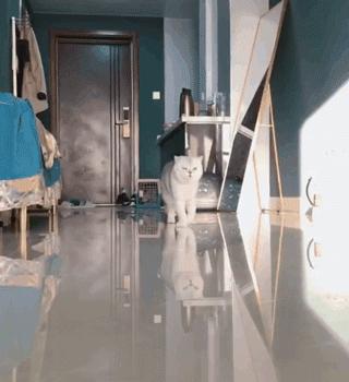 两只猫打架引众猫围观,两只猫打架一只翻肚皮