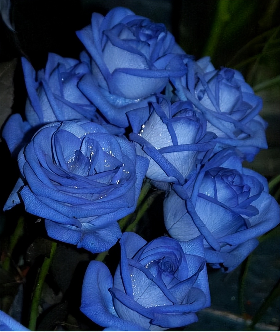 蓝色妖姬可以送女朋友么,蓝色妖姬适不适合送朋友