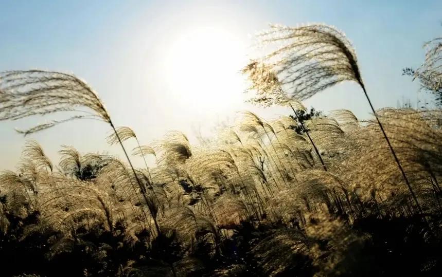 活好每一天的优美散文,致敬最美的散文