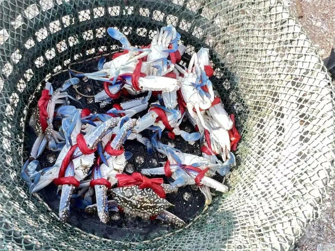 厦门开禾路海鲜推荐,厦门海鲜在哪个港口买便宜