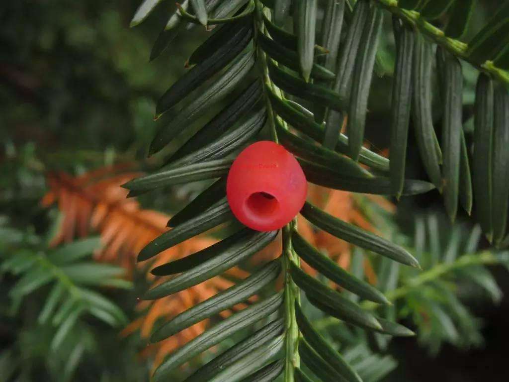 常见有毒花千万别碰,世上有毒的花和植物