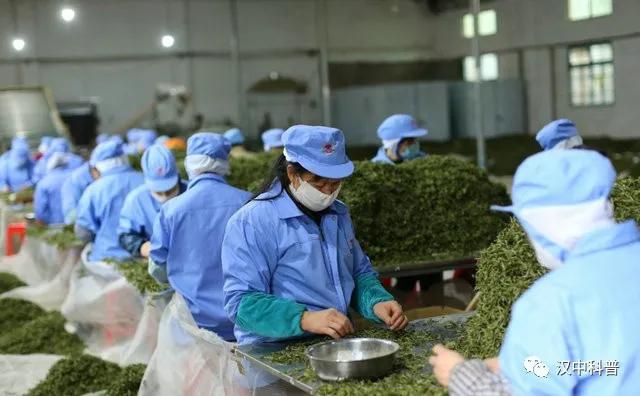 陕西汉中名茶,汉中茶叶加工制作全过程