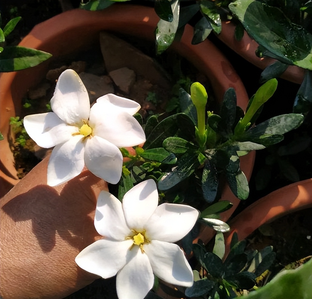 春季养栀子花怎么管理,夏天养爆栀子花的诀窍只需1个字