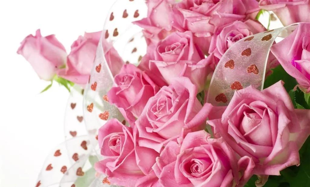 玫瑰花ins高级质感背景图,玫瑰花背景图高清图