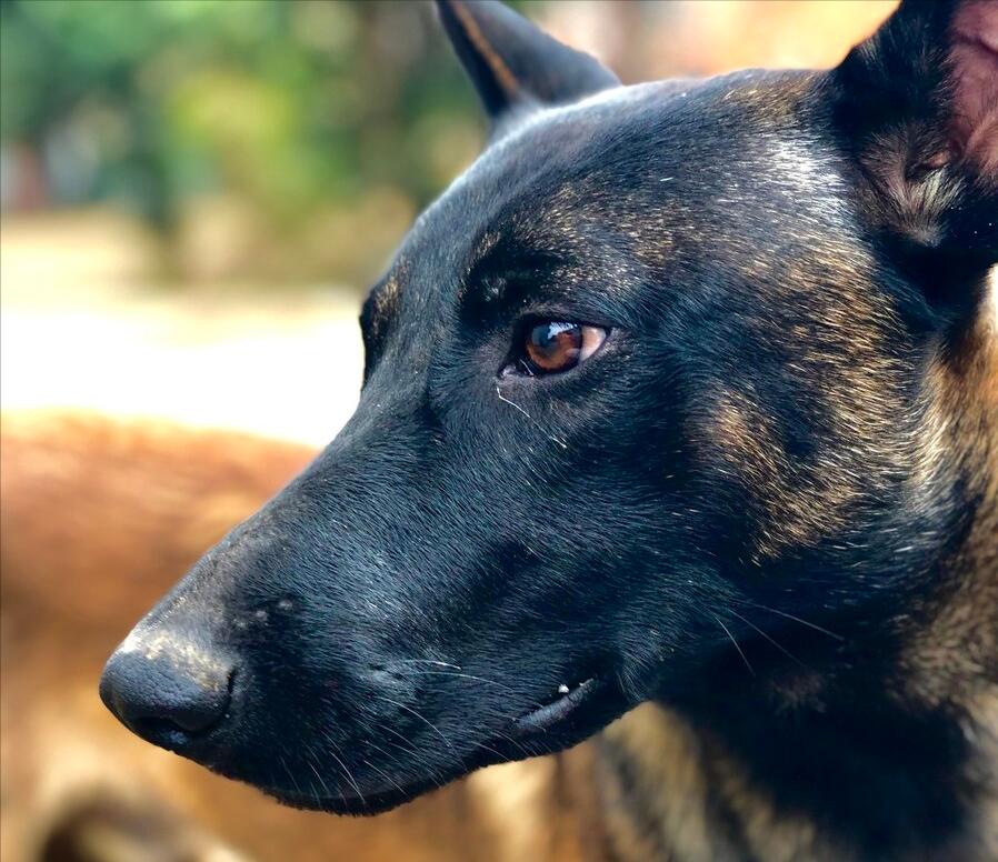 马犬是不是骗人的,马犬的十个不养理由和特点