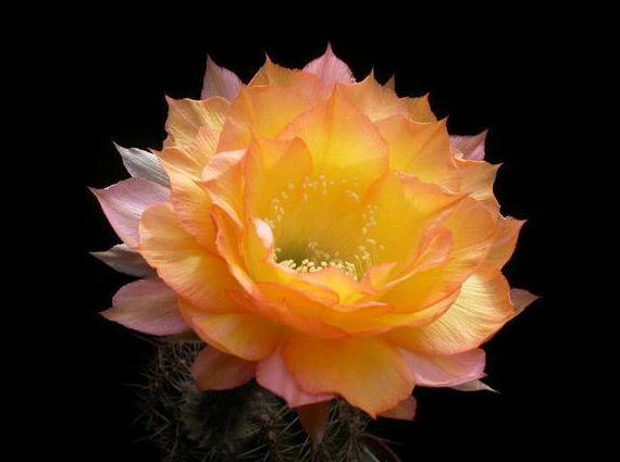 草球牡丹锦仙人球,大花彩草仙人球经典品种