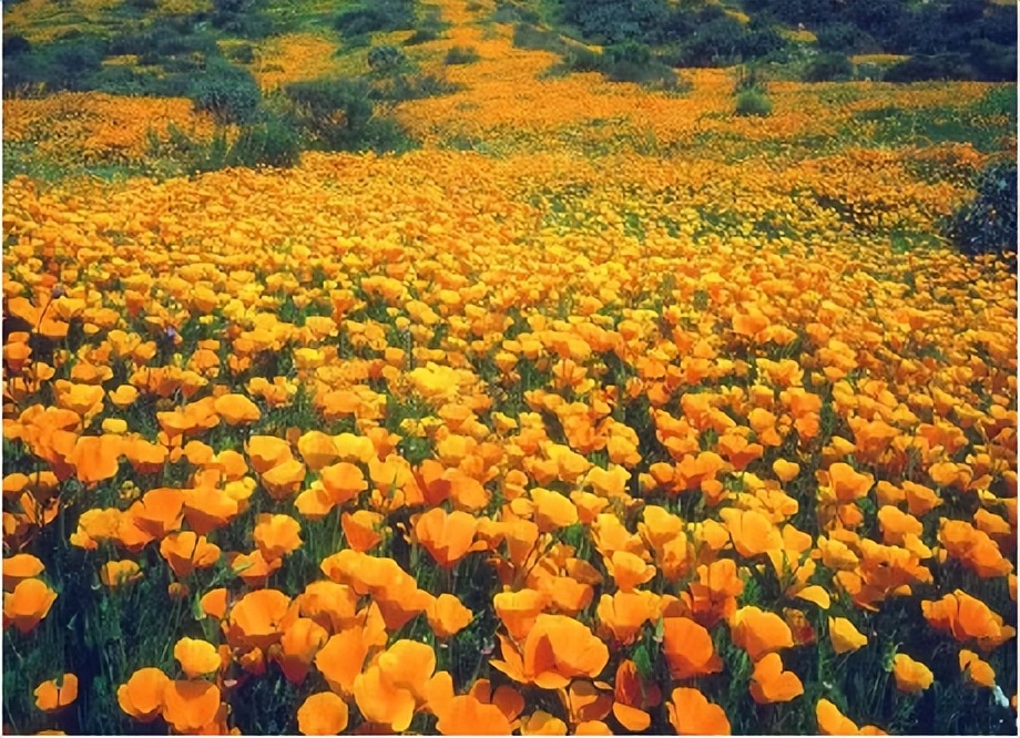 休闲农业与乡村旅游项目分析,休闲农业与乡村旅游什么时候开始