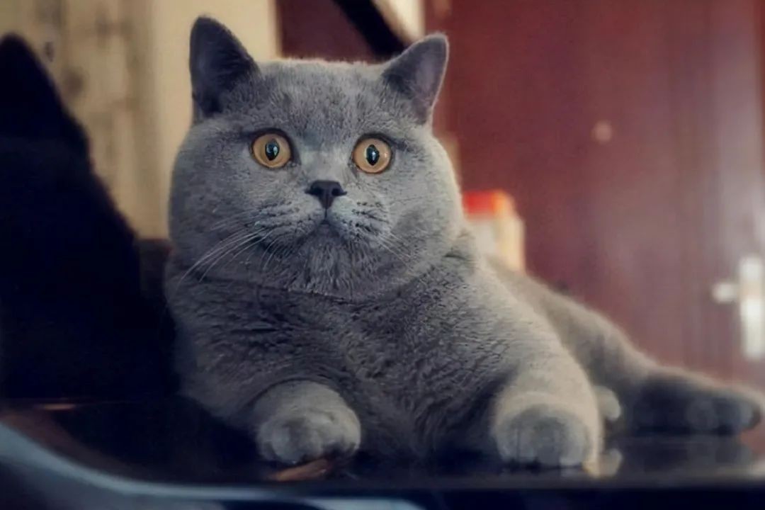 英短幼猫怎么看纯不纯,英短乳白怎么看纯不纯