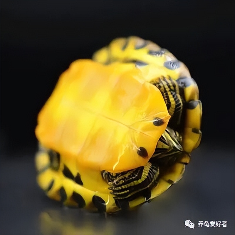 冬眠的龟到热的地方会结束冬眠吗,龟冬眠的状态和死有什么区别