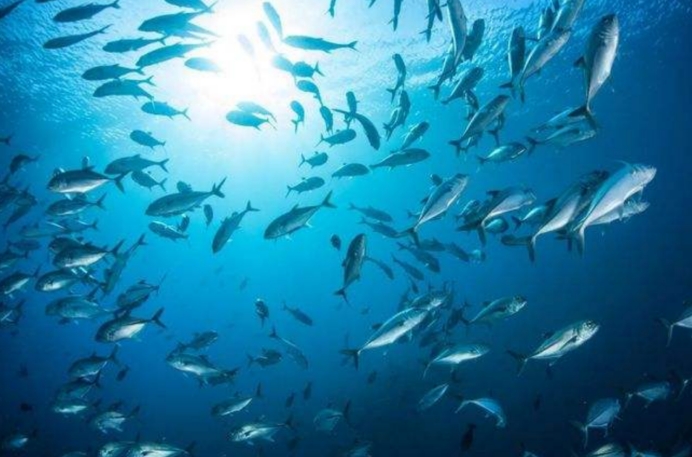 为什么海面结冰鱼不会被冻死,零下20度鱼被冻死