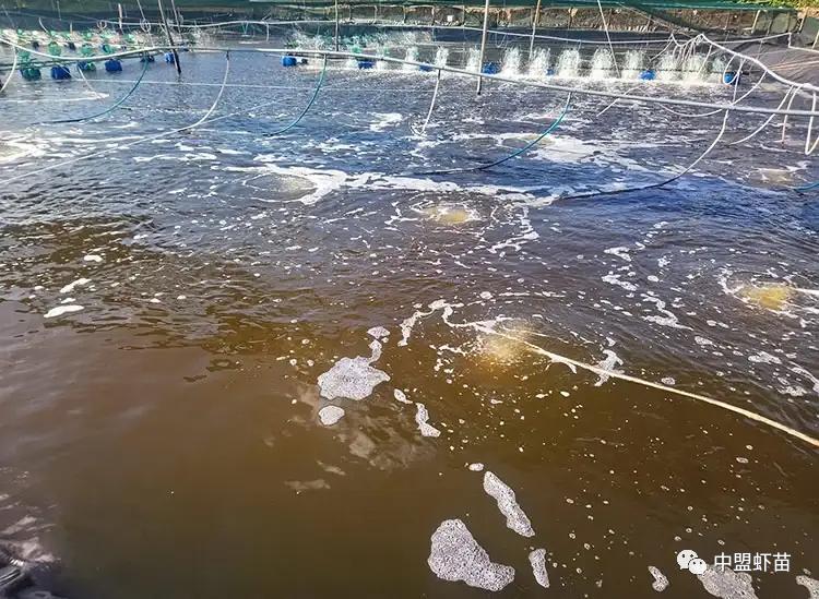 底栖硅藻水养虾好吗,硅藻种有什么作用