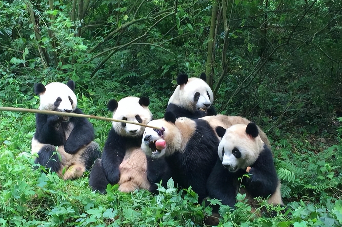 川西都有哪些好玩的,四川川西有什么地方好玩