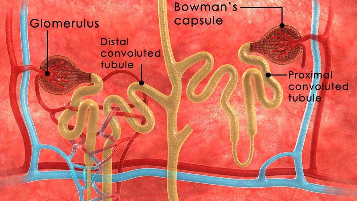 肌酐高了如何保护剩余肾功能,肌酐升高以后最怕肾友做3件事