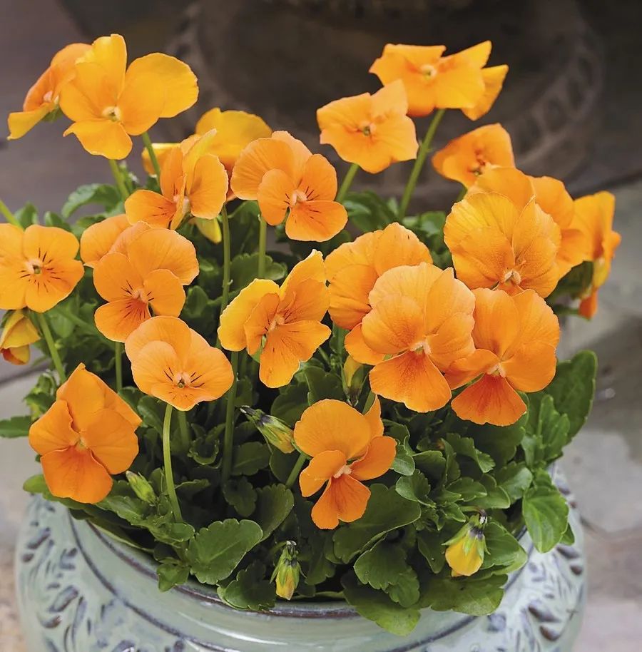 买花避开哪里,买花避坑指南