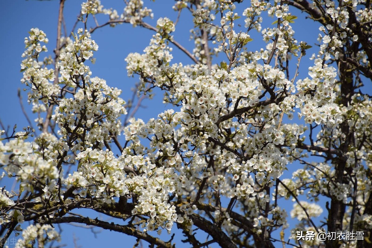 惊蛰桃花开的古诗词,关于惊蛰桃花的古诗