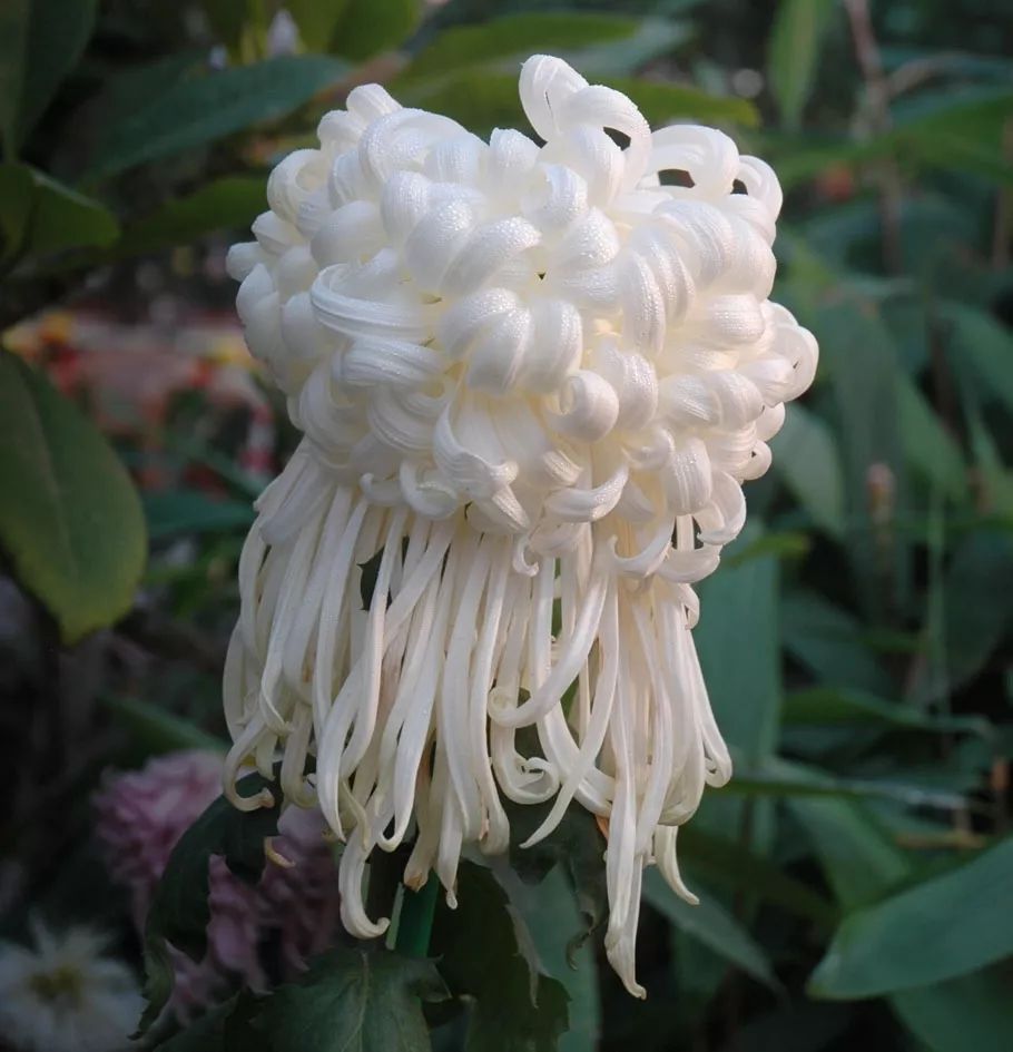 13个“菊王”，哪个才是你心目中的王者？