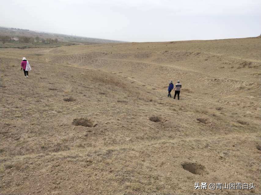 种植草莓一亩地能挣多少钱,草莓树种植地区