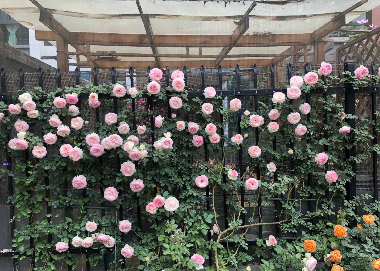 养月季花技巧藤本月季,最适合养的藤本月季