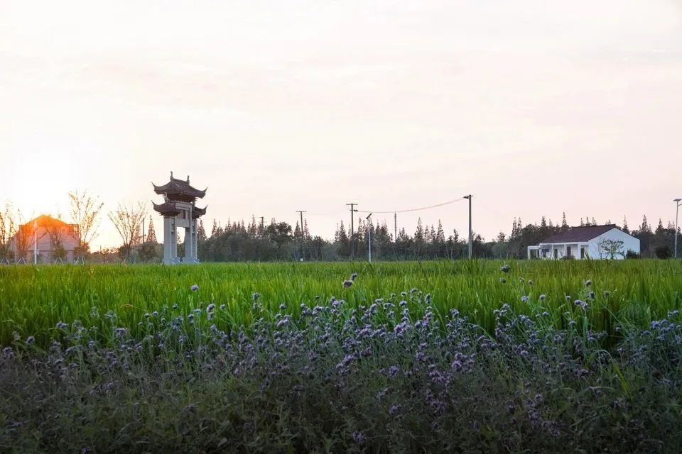 乡村振兴示范村典型案例规划设计,偏远山区乡村振兴示范村典型案例