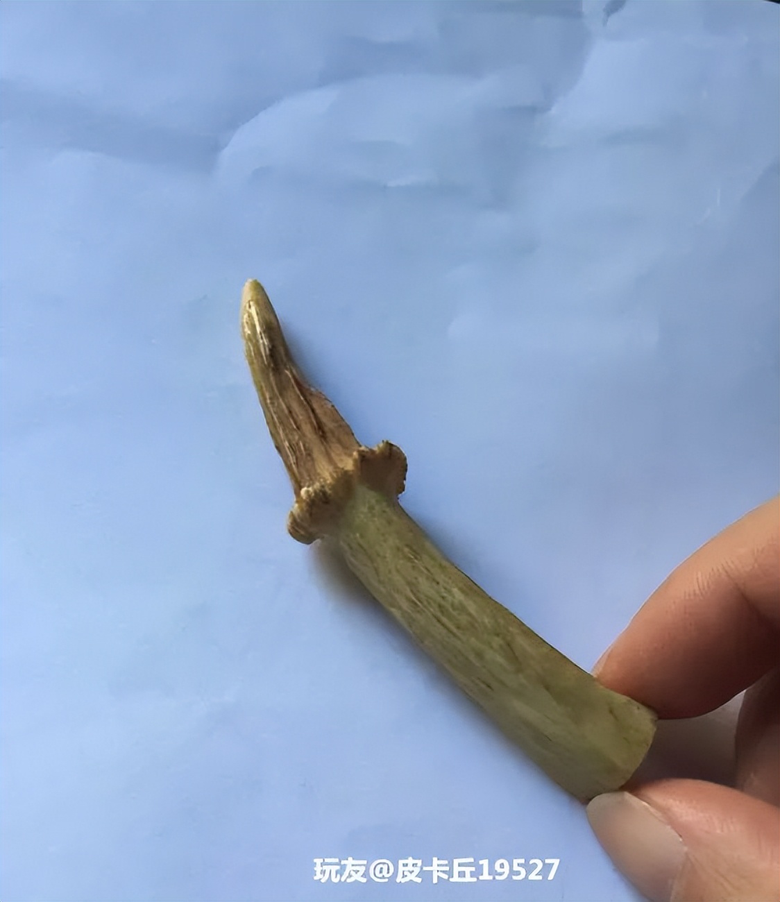 傻狍子角手把件,傻狍子的角掉了还能长出来吗