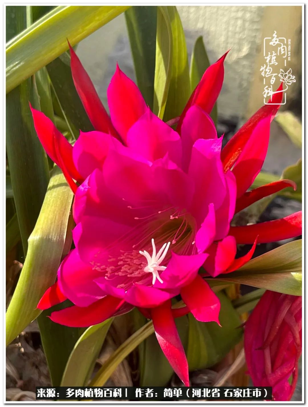 自从养了多肉以后视频,养多肉治愈生活中的疲惫和琐碎