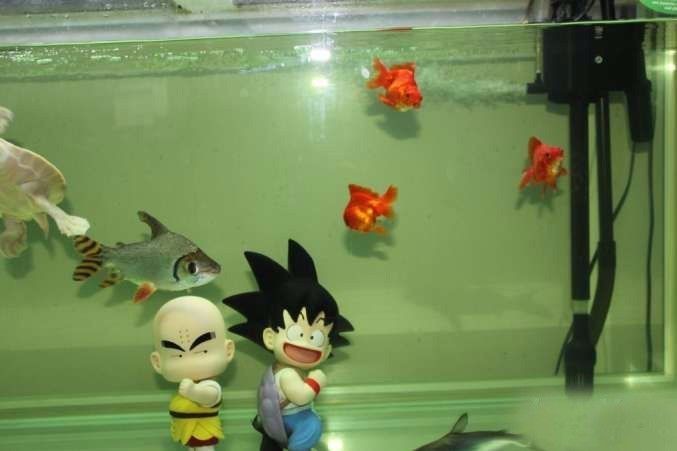 超极品蓝底过背被养成3流街货，最终死亡……