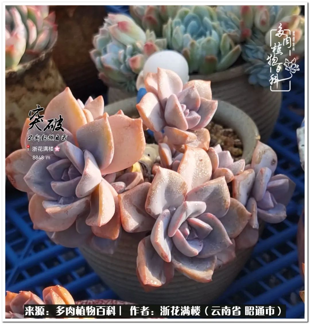 奔跑吧跑步,奔跑吧多肉盆栽