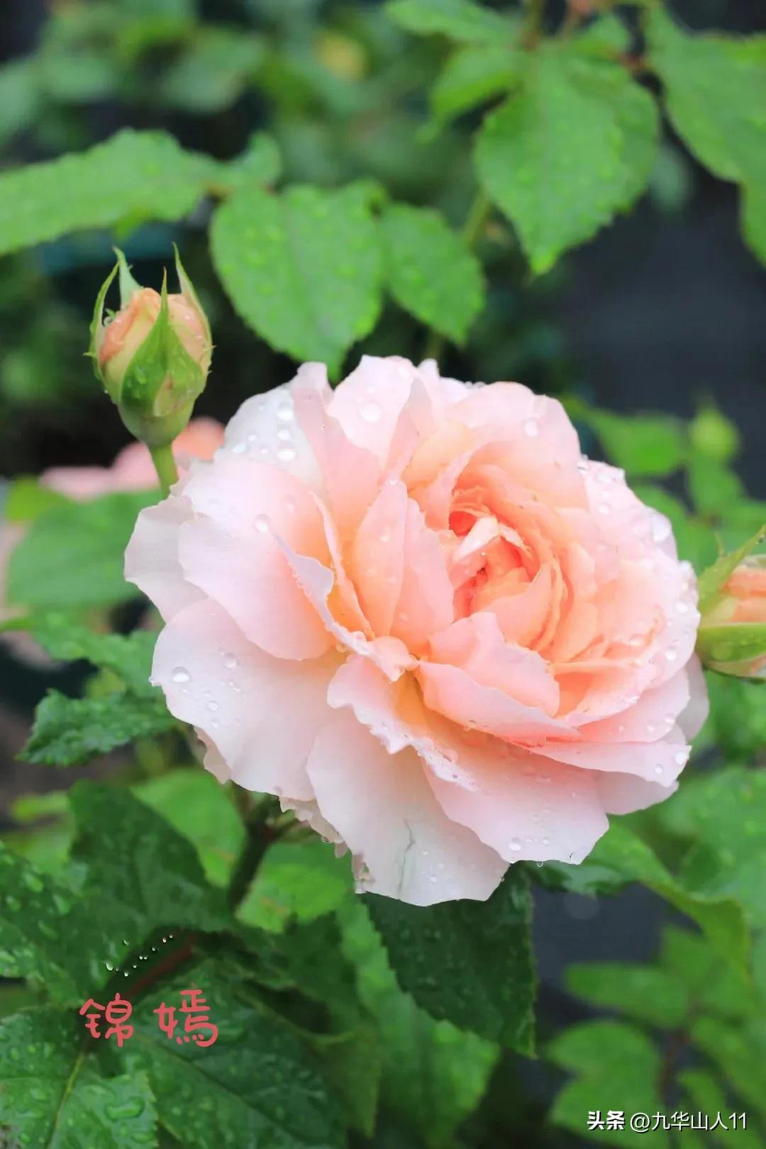 天狼月季新品预售,天狼月季官方旗舰店烛光月季