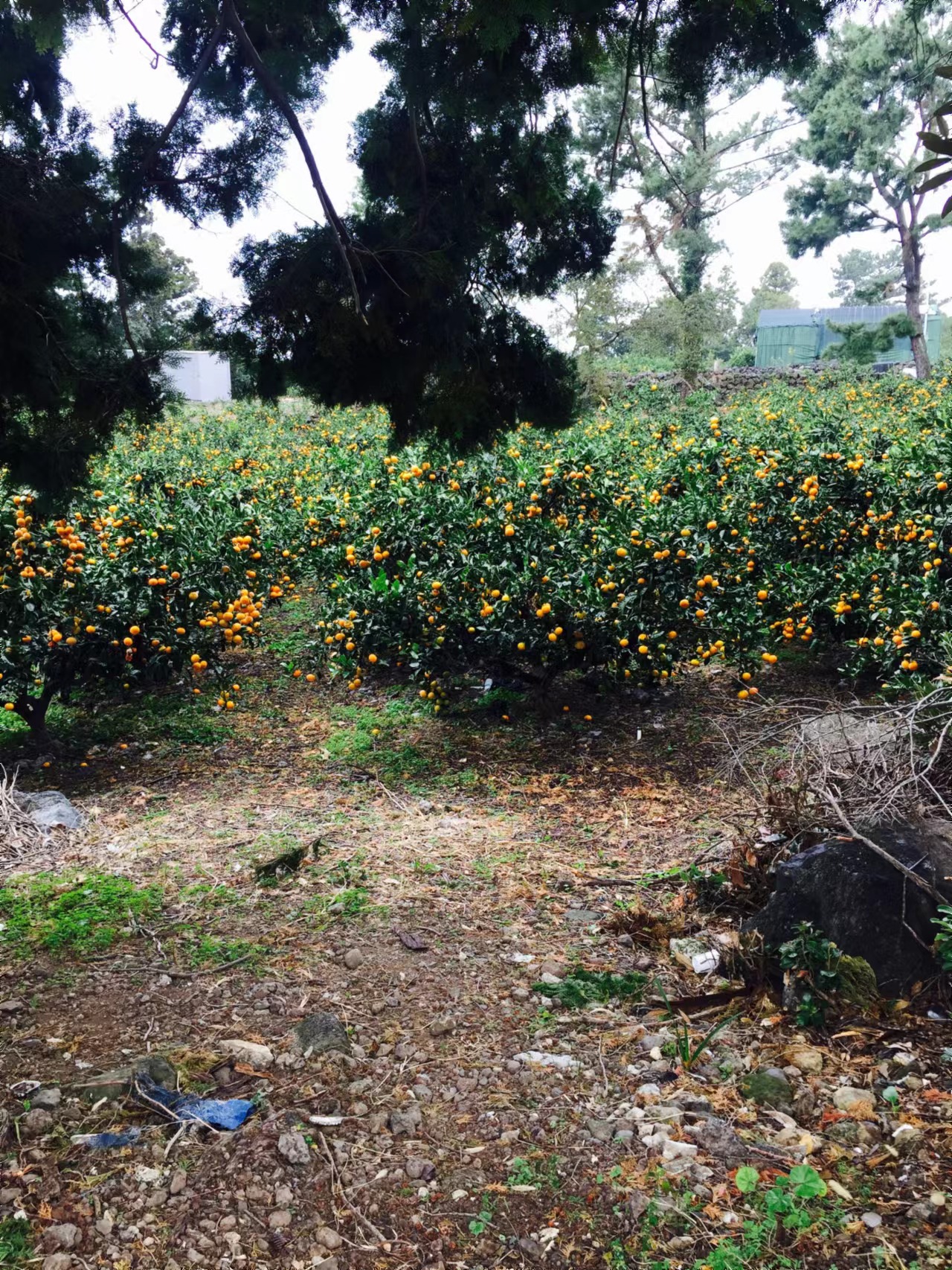 去韩国旅游会不会被欺负 (韩国自取其辱)