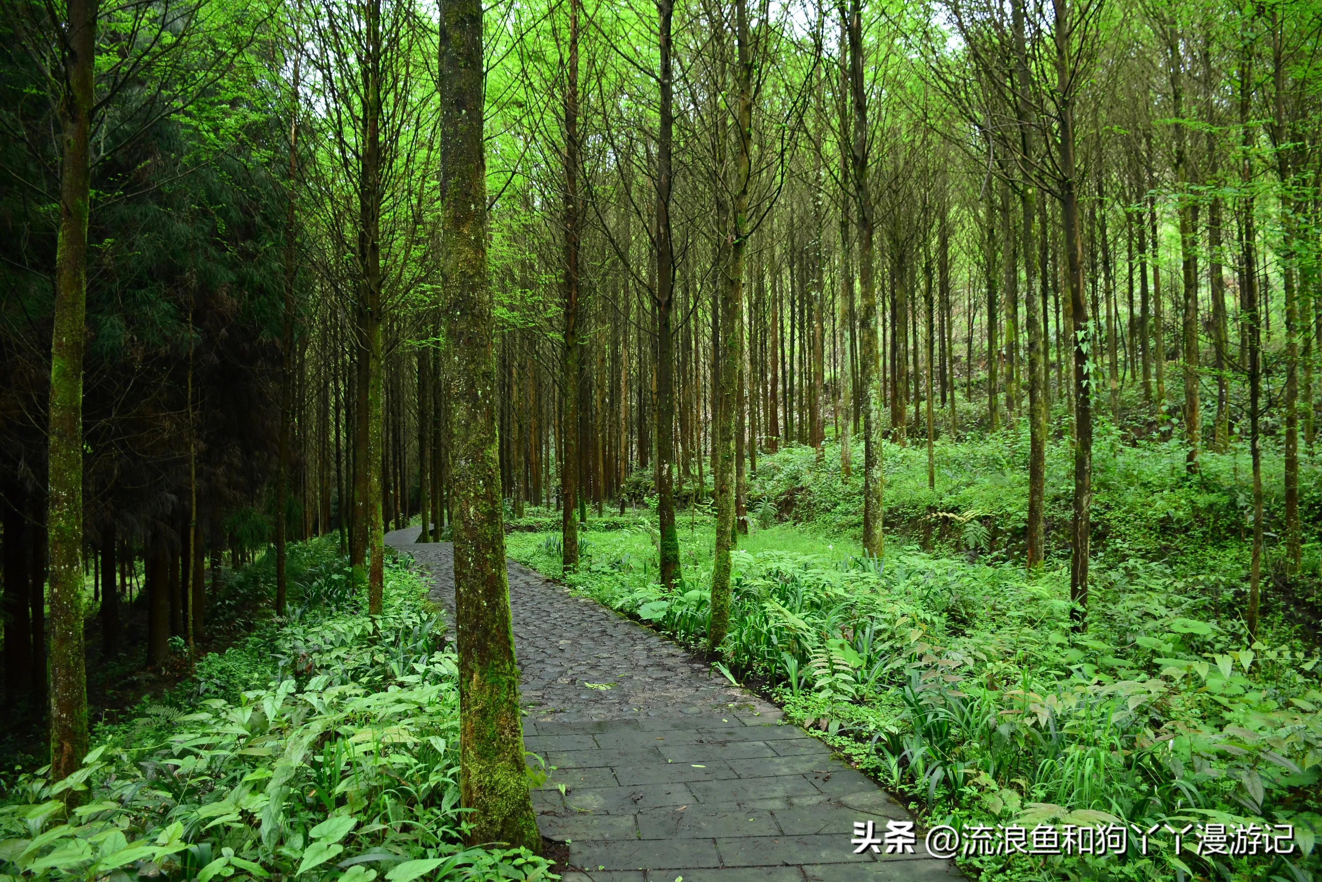 四月份成都近郊一日游好去处,2022成都近郊看雪一日游最佳去处