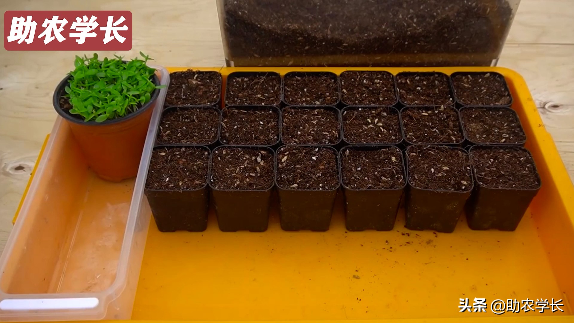 火龙果种子种植到结果的技术方法,如何培育火龙果又大又甜