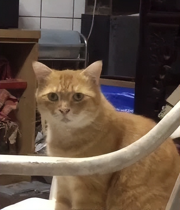 20多斤巨型橘猫,20斤的流浪橘猫