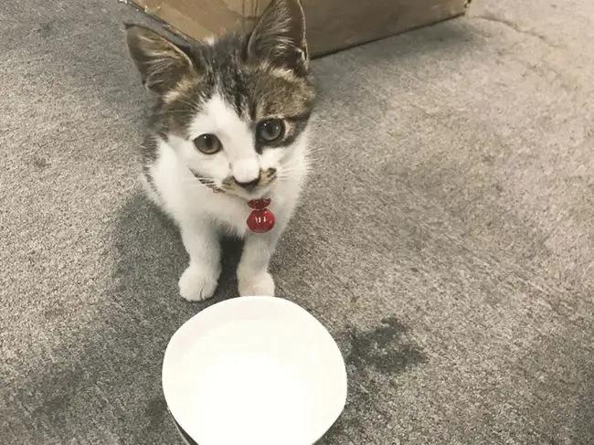 猫咪可以饿几天不死,猫咪可以饿多久会吃猫粮