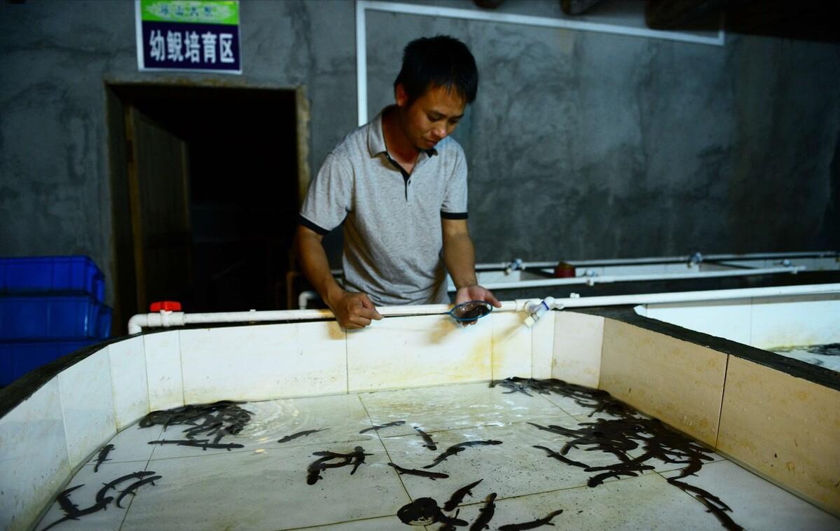 中国的娃娃鱼图片和特征,我国发现纯种野生娃娃鱼