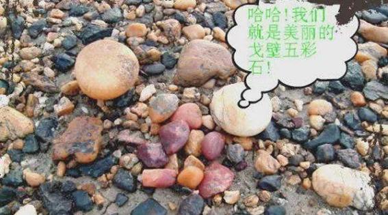 *疆新**10个捡石头腹地曝光！有一种致富方式叫去*疆新**捡石头！