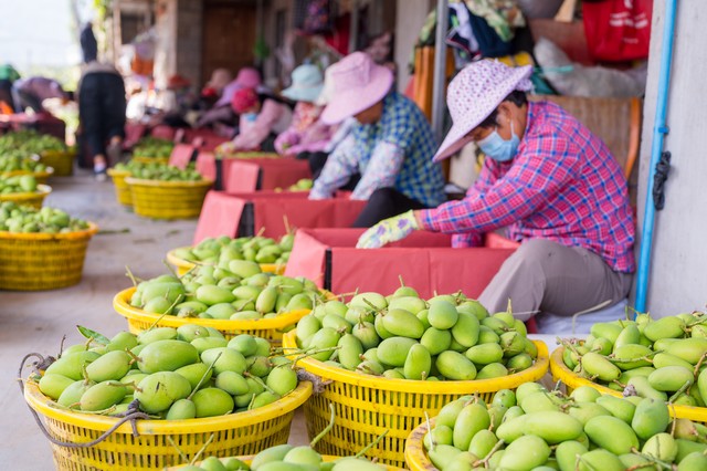 海南买的水果怎么带回来,海南水果邮寄有坑吗