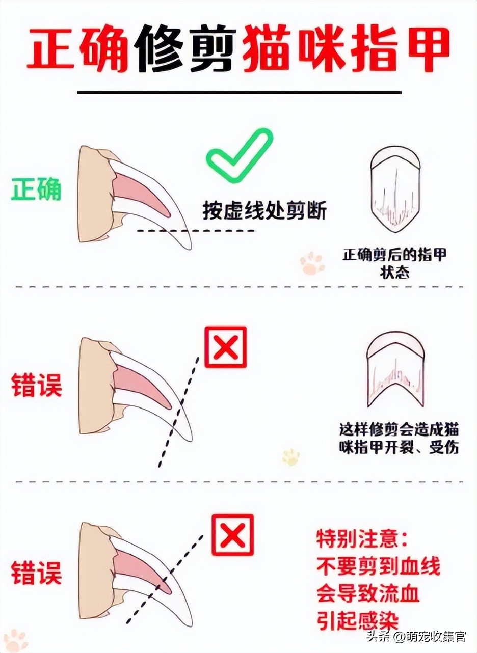 把猫咪指甲剪出血了猫咪会记仇么,猫咪要怎么剪指甲才能不剪到血线