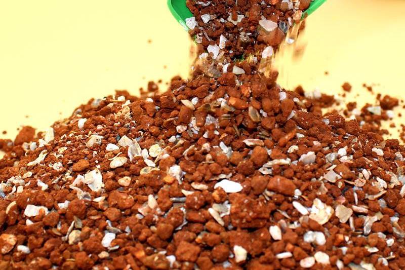 养宠小知识鹦鹉喂奶粉还要喂水吗,鹦鹉日常吃什么最好养