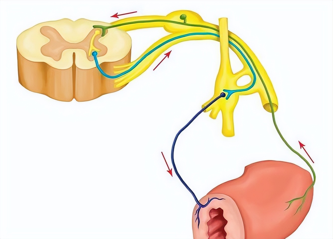吃煎鸡蛋胃疼,无胆囊吃煎鸡蛋后胆区疼痛