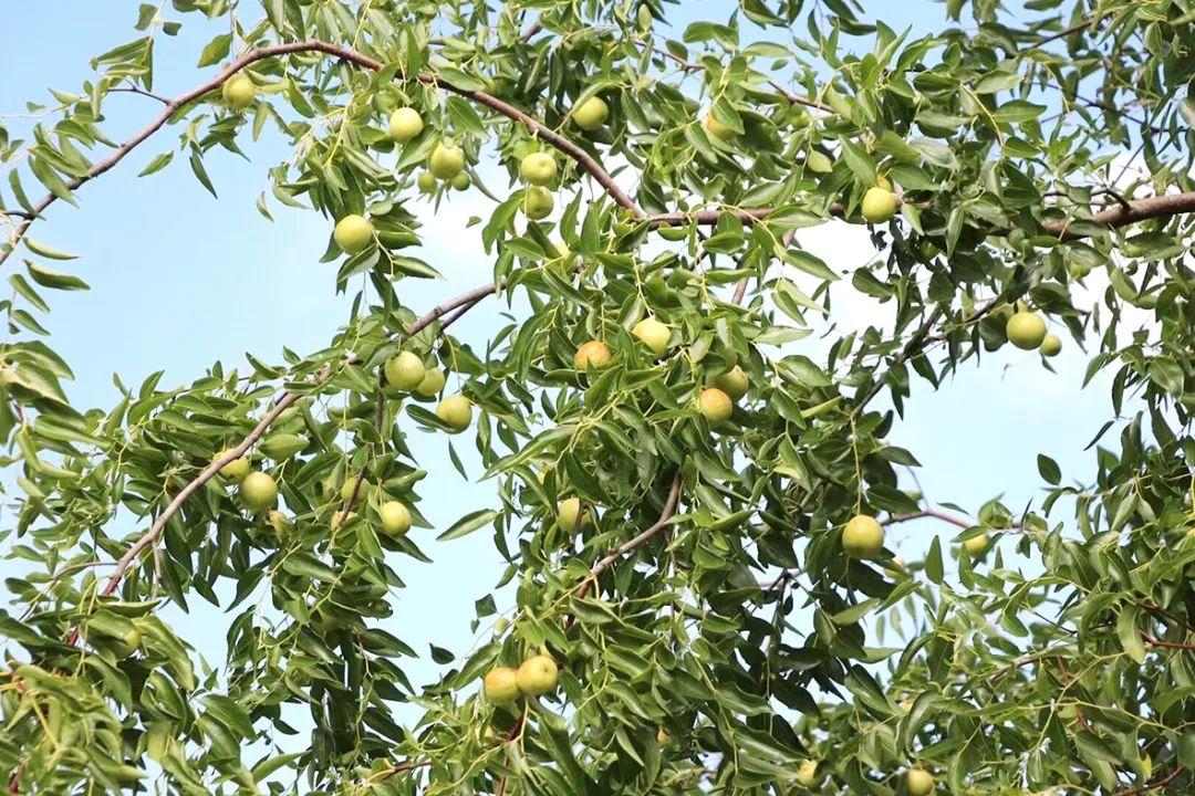 倒计时4天！2023大荔农业电商短视频直播实战班培训来了