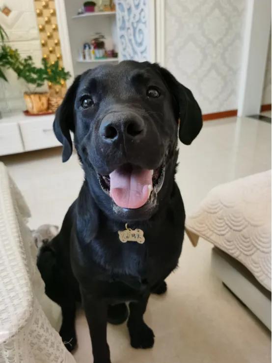 养一条拉布拉多犬一个月要多少钱,养条拉布拉多犬要花费多少钱