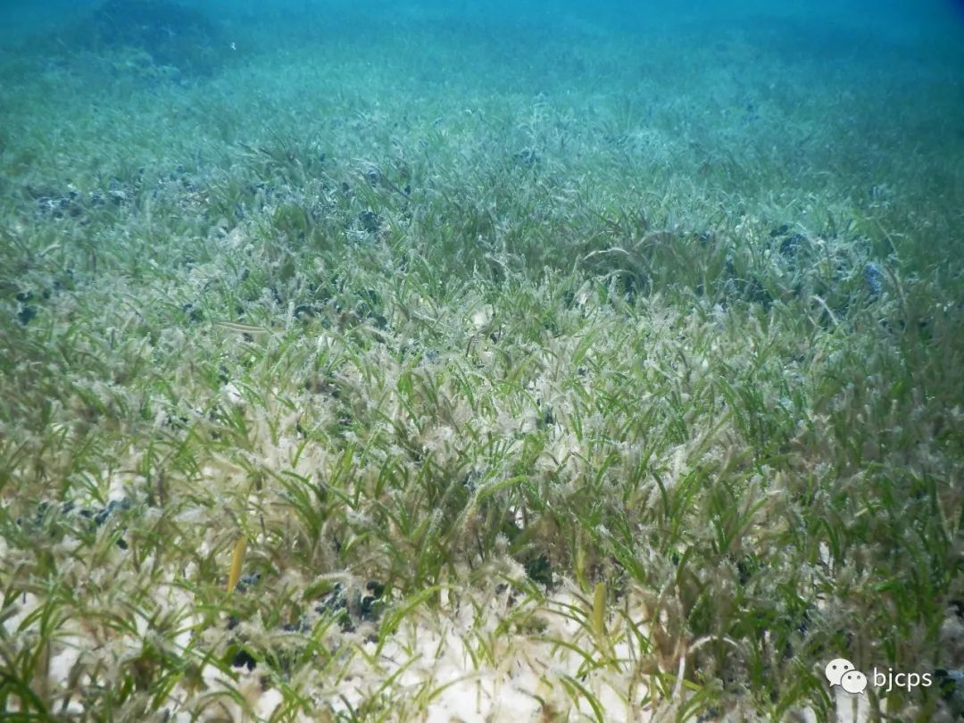 塞班岛为什么免签,塞班岛免签政策45天还是14天